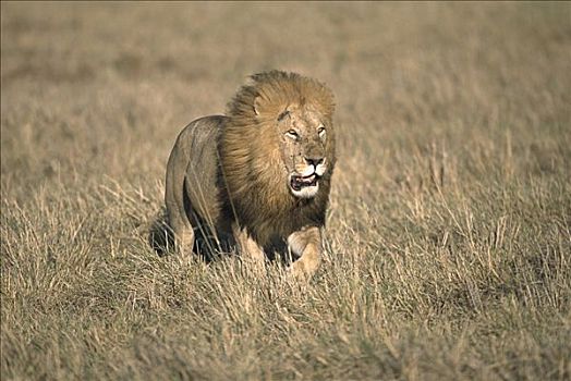非洲狮,狮子,成年,雄性,满,鬃毛,走,马赛马拉国家保护区,肯尼亚,非洲
