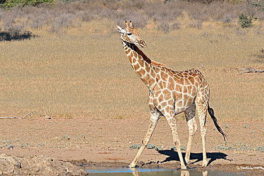 长颈鹿,站立,水坑,警惕,卡拉哈迪大羚羊国家公园,北开普,南非,非洲