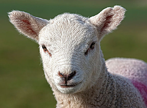 诺森伯兰郡,英格兰,绵羊,标记,毛织品
