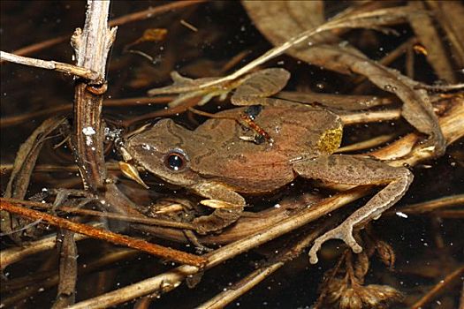 青蛙,休息,水中,新斯科舍省,加拿大