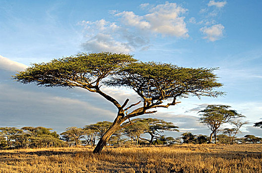 伞,刺,刺槐,干燥,热带草原,恩格罗恩格罗,坦桑尼亚,非洲