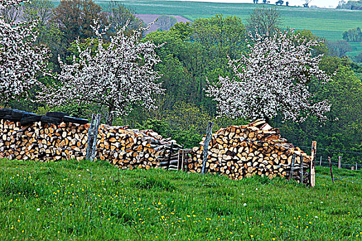法国,诺曼底,苹果树,开花,木,堆放