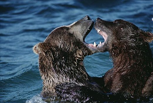 大灰熊,棕熊,争斗,阿拉斯加