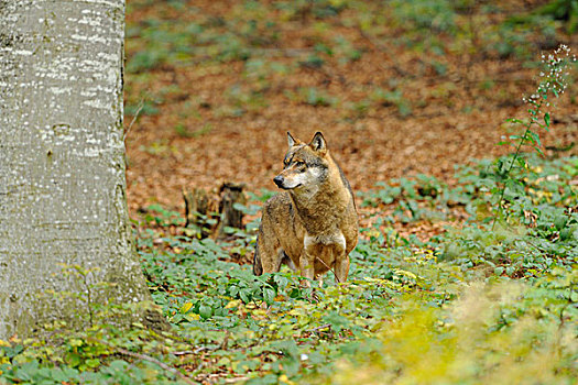 近摄,灰太狼,狼,凝视,成,距离,巴伐利亚森林国家公园,巴伐利亚,德国