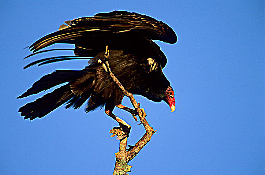 成年,美洲鹫,红头美洲鹫,降落,栖息,大沼泽地国家公园,佛罗里达,美国