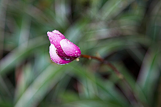 花卉,木兰花