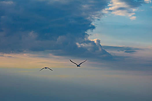 飞在青海湖上空的海鸟