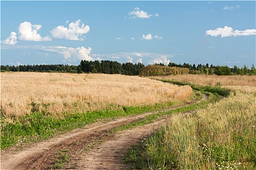 风景,道路,地点,小麦