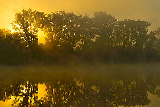 雾状,日出,后面,树,老,莱茵河,北莱茵威斯特伐利亚,德国,欧洲