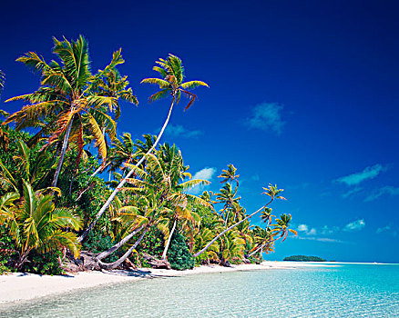 棕榈树,海滩,爱图塔基,库克群岛