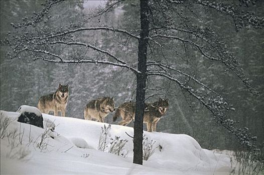 大灰狼,狼,三个,站立,雪,山坡,明尼苏达