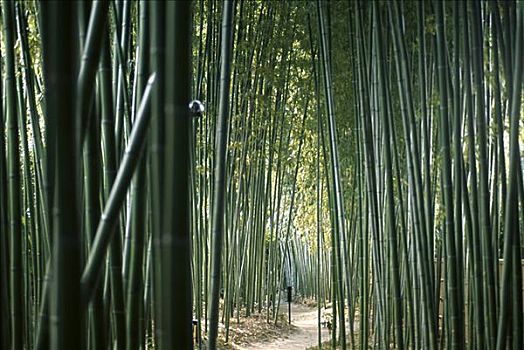竹林,庙宇,京都,日本