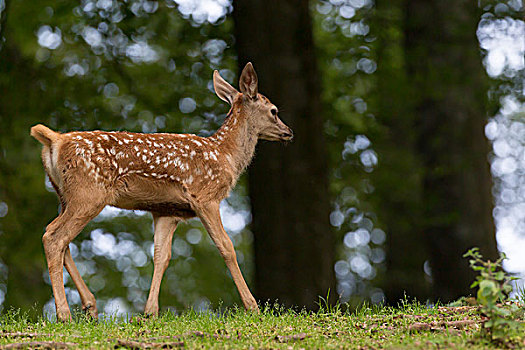 赤鹿,幼兽,莱茵兰普法尔茨州,德国,欧洲