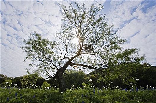 树,德克萨斯,丘陵地区,美国