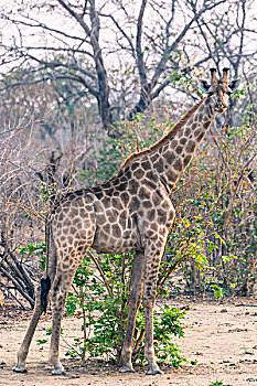 博茨瓦纳,乔贝国家公园,长颈鹿,站立,正面,灌木