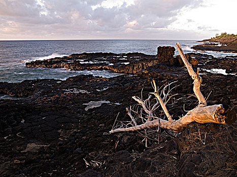 裸露,枝条,考艾岛,夏威夷
