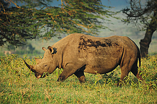 肯尼亚,纳库鲁湖国家公园,白犀牛,白犀