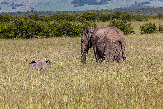 野生,大象,马赛马拉国家保护区,肯尼亚