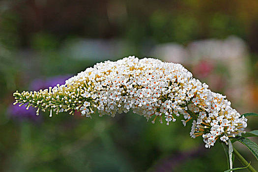 白色,花,醉鱼草,夏天,丁香