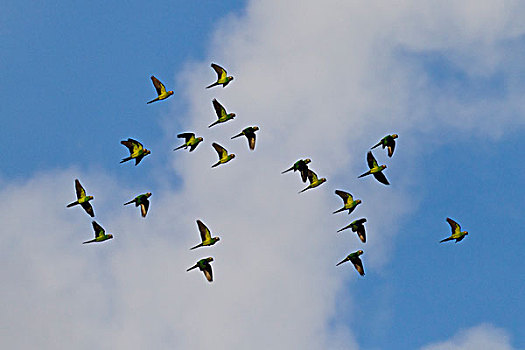 长尾鹦鹉,成群,飞,玛努国家公园,秘鲁