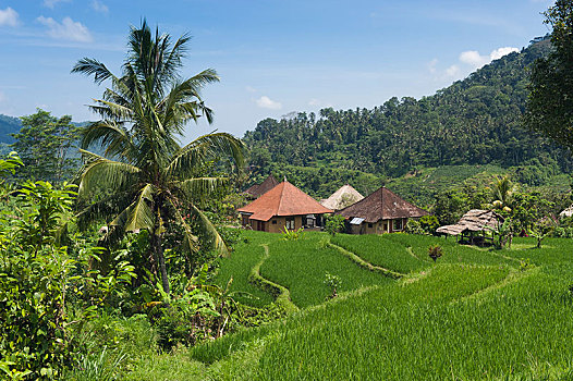 稻米梯田,风景,椰树,巴厘岛,印度尼西亚,亚洲