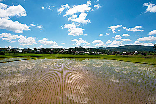 madagascar,ambositra,blue,sky,reflecting,in,rice,fields