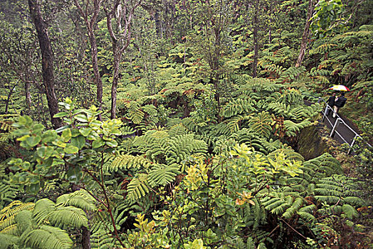 美国,夏威夷,夏威夷大岛,蕨类,树林,靠近,火山岩,夏威夷火山,国家公园