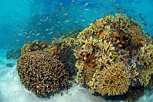 珊瑚,头部,塞舌尔
