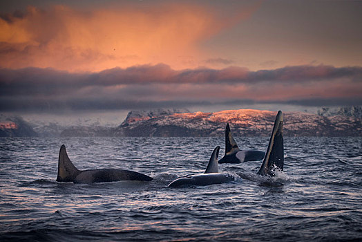 逆戟鲸,特罗姆斯,挪威