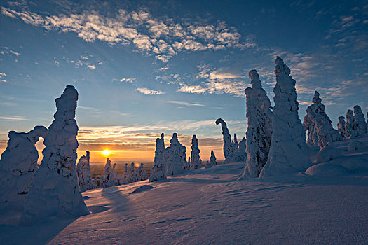 积雪,树,冬季风景,日落,国家公园,拉普兰,芬兰,欧洲