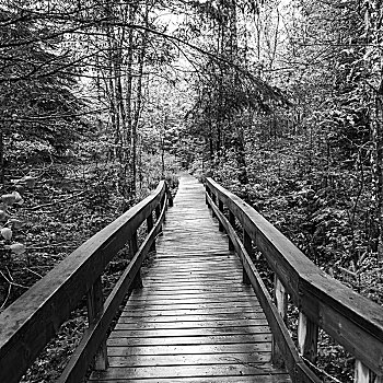 木质,步行桥,树林,新布兰斯维克,加拿大