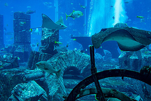 阿联酋迪拜棕榈岛,失落的空间,水族馆