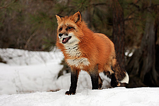 红色,狐狸,成年,觅食,雪,冬天,蒙大拿,美国