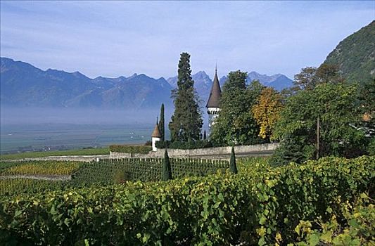 葡萄种植,靠近,沃州,瑞士