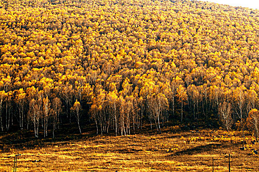 中国北方秋天山坡上大片的黄色白桦林