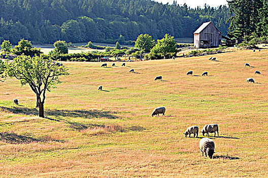 绵羊,放牧,省立公园,盐泉岛