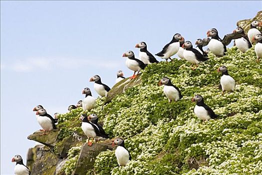 角嘴海雀,冰岛