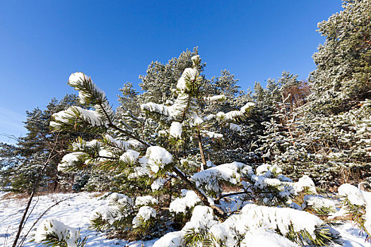 云杉,雪地,冬天