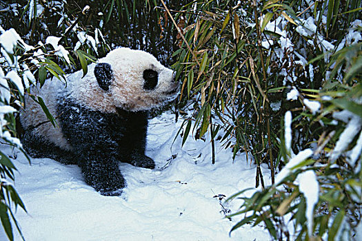 熊猫,幼兽,卧龙,四川,中国