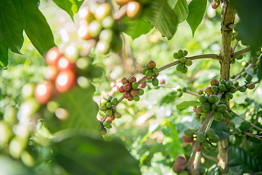 泰国,清莱,咖啡种植园