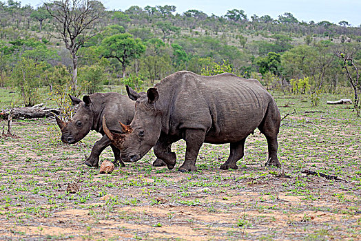 白色,犀牛,白犀牛,成年,女性,一半,小动物,跑,厚皮动物,克鲁格国家公园,南非,非洲