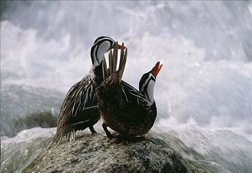 两个,湍流,鸭子,洛斯格拉希亚雷斯国家公园,阿根廷