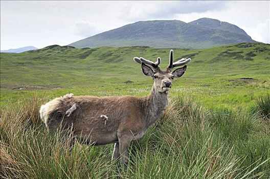 赤鹿,鹿属,鹿,格兰扁区,山峦,苏格兰高地,苏格兰,英国