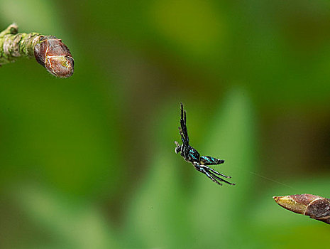 跳蛛,跳跃,阿萨姆邦,印度