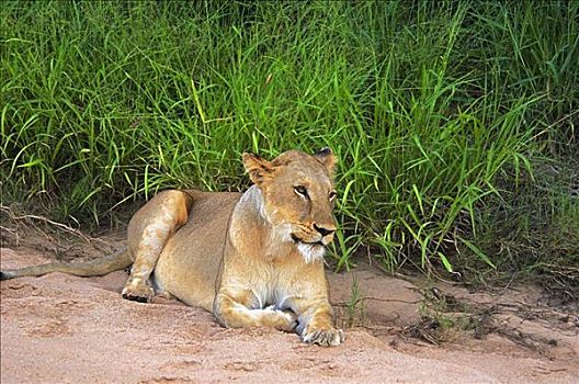 雌狮,狮子,休息,干枯河床,禁猎区,南非
