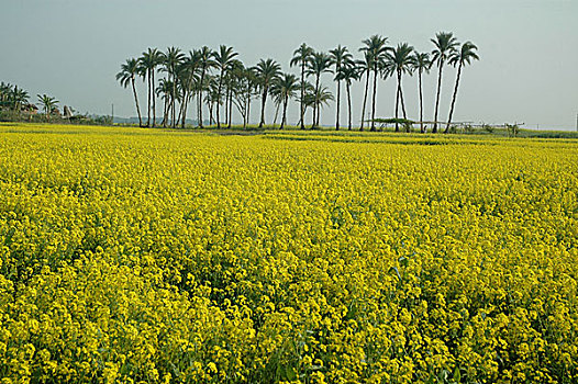 芥末,地点,孟加拉,一月,2008年