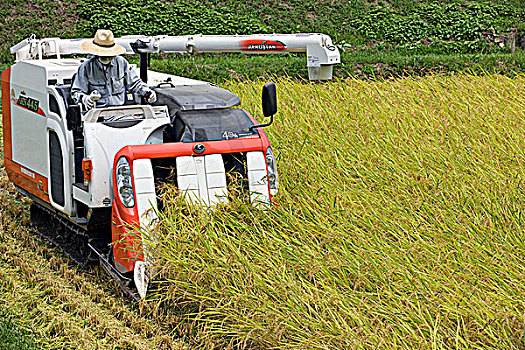 稻米,收获,京都府,日本