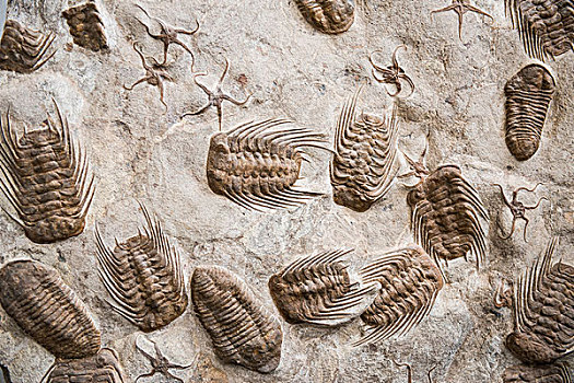 化石,三叶虫,靠近,摩洛哥,非洲