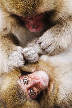 母兽,日本猕猴,修饰,幼仔