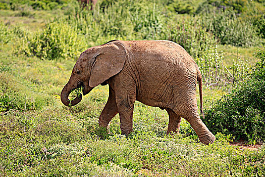 非洲象,幼兽,进食,觅食,阿多大象国家公园,东开普省,南非,非洲